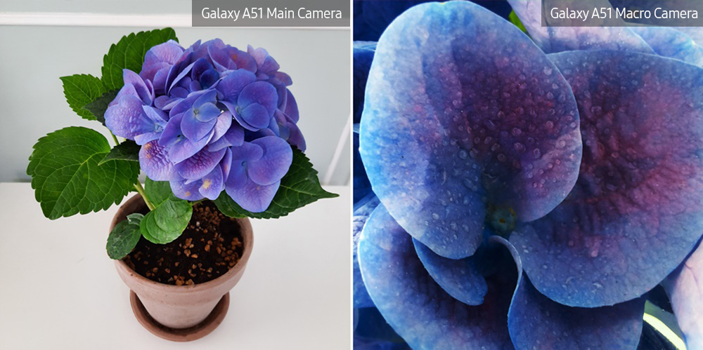 galaxy a51 macro lens plant